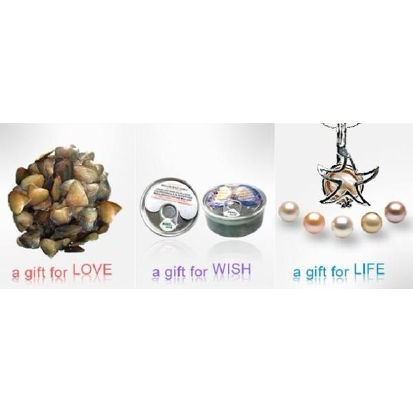 Wholesale Canned Genuine Oyster Shell Pearl In Can