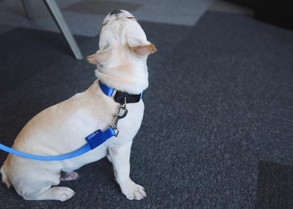 Nylon Heavy Duty Dog Pet Harness Collar Adjustable Padded Reflective Reversible Dog Collar