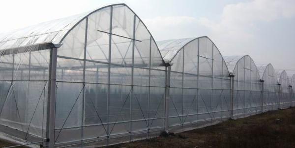 Arched Roof Multi Span Greenhouse Structure For Growing Fruits / Flowers / Vegetables