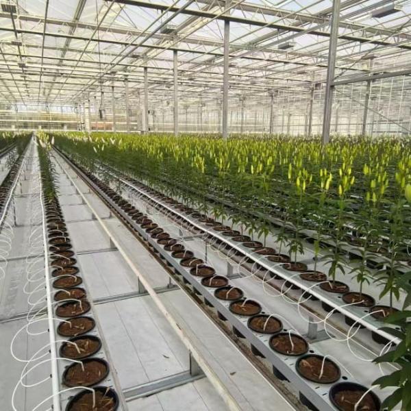 Compact Polycarbonate Venlo Greenhouse for Zinnia Planting