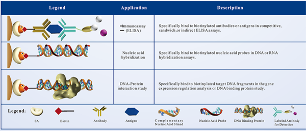 5μm Streptavidin Magnetic Beads For Probe Capture 10 mg / mL 100 mL
