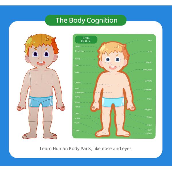Модель человеческого тела реалистический человеческий дисплей анатомии забавляется 48 частей ранг 3+ возрасты 8+