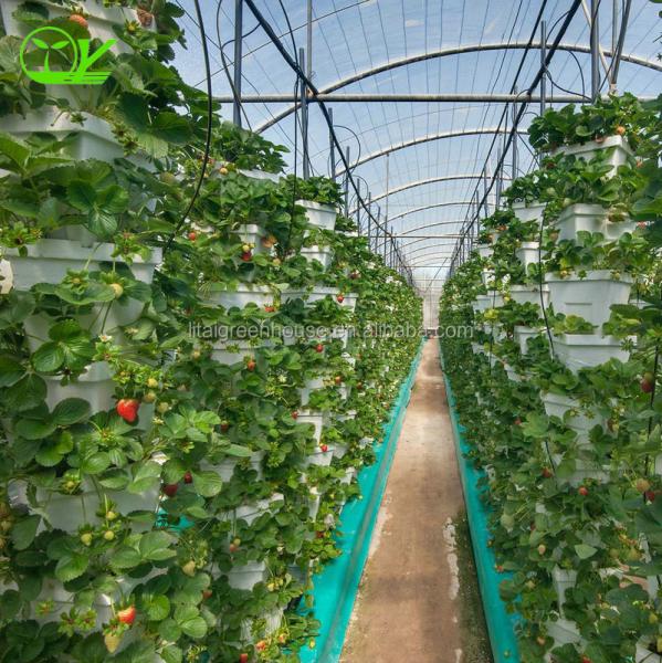 Hydroponic Greenhouse Strawberry Length 30-100m Suitable for Vegetable Fruits Flowers