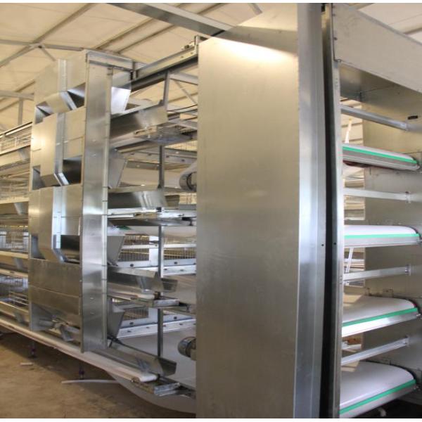 Broiler 96 Birds 3 Tier Layer Cages With Automatic Feeding System
