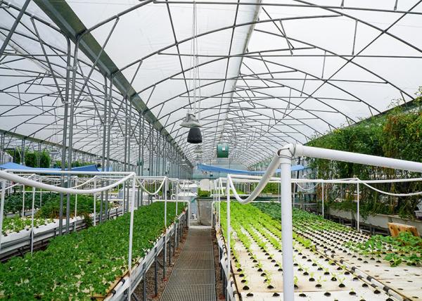 Commercial Recirculating Deep Water Culture System Customizable For Vegetable Cultivation