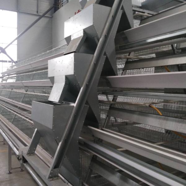 Jaula del pollo de la capa del poder de batería con el sistema del retiro del abono de la correa/del raspador