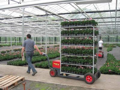 Plywood board cart/wire mesh cart/steel plate cart with four PP/PU/TPR castor