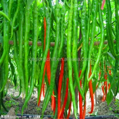 Spicy Erjingtiao Dried Red Chili Peppers 4 - 7cm Stemless Vacuum Sealed