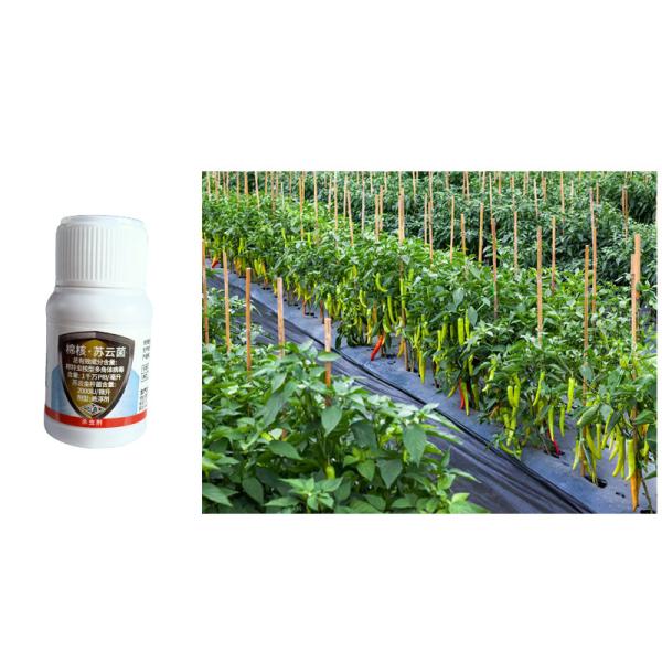 Gusanos rosados en el algodón Pesticida natural del algodón orgánico Biológico pesticida contra el algodón Boll Worm