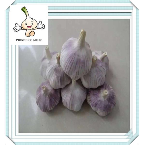5cm fresh garlic & normal white garlic & Lowest price China Garlic Supplier