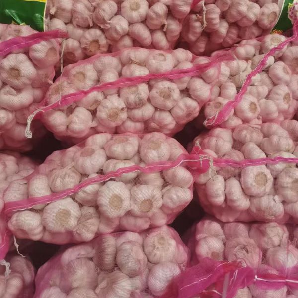 High Quality Organic White Fresh Garlic From China Mainland Uniform Size 100% Pure Natural Light Spicy Taste Low Price on Sale