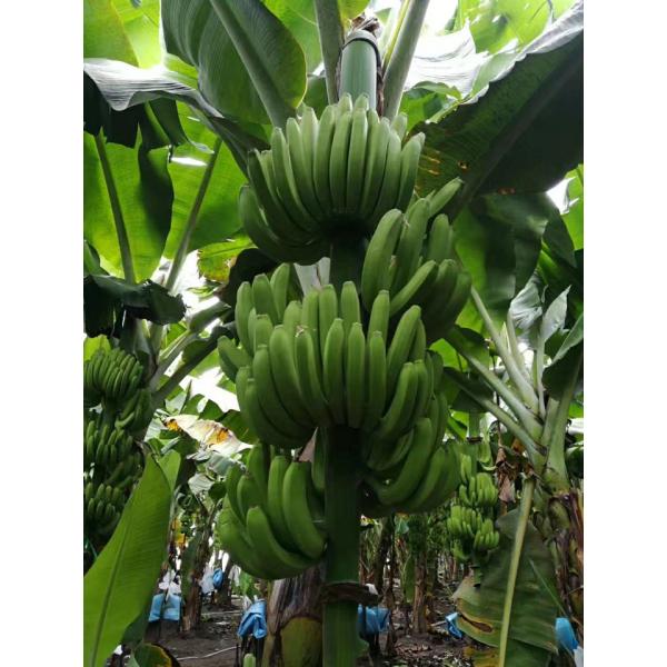 Orgânico mais o adubo da árvore de fruto para árvores de banana importe-se claro - formulário amarelo do pó
