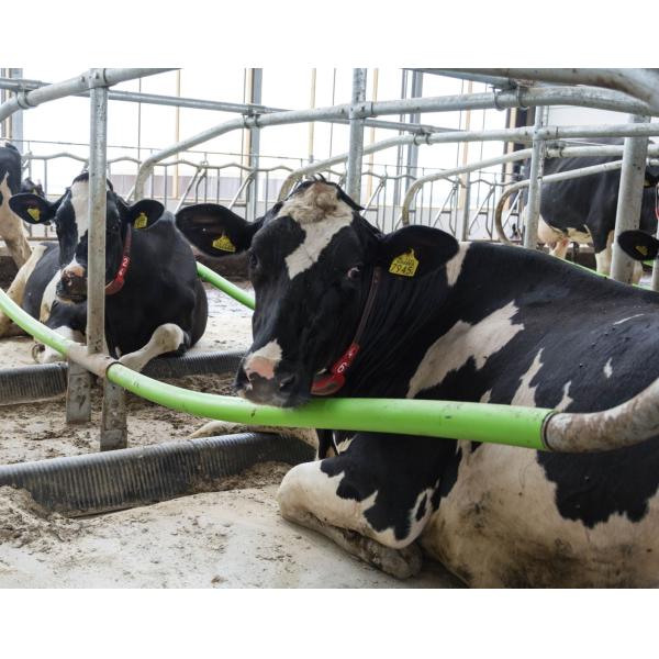 Hot Dip Galvanized Jersey Cow Free Stall Stainless Steel Alkali Resistance