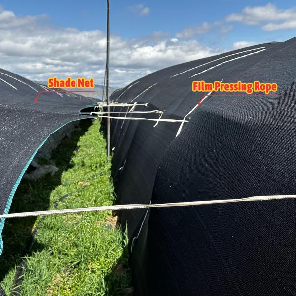 Plastic Film and Shade Net Mushroom Farm Greenhouses Hot Galvanized Steel Structure