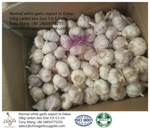 Garlic to Senegal, normal white garlic with 10kg carton box. one container can load 27.5 tons.