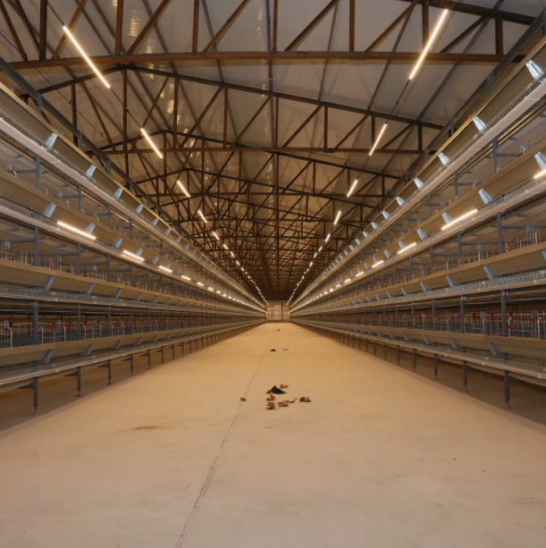 Automatic Feeding Corrosion Resistant Poultry Farm Equipment with Multi-tier Manure Removal Layer Chicken Cage