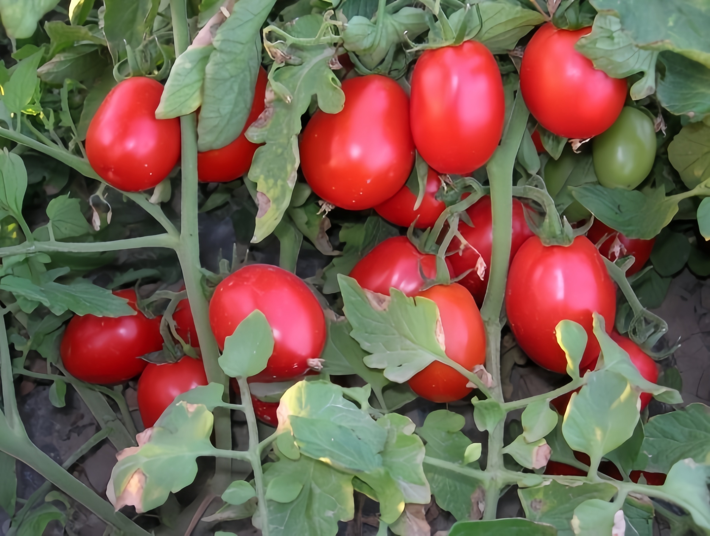Amma Excellent Hardness Oblong Determinate Tomato Seeds Bright Red Color T03