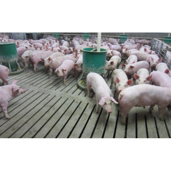 PVC Ventilating Livestock Farm Equipment Automatic Galvanized Steel