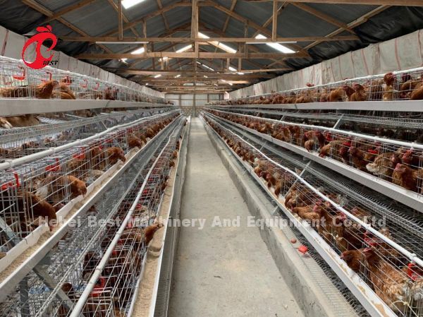 Discount A Type Poultry Battery Cage For Layer Sale 160 birds In Zambia Adela