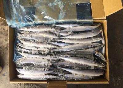 #4 Frozen Pacific Saury