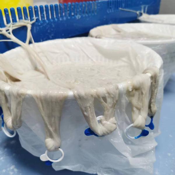 20/22mm AB ранг естественную кожу сосиски