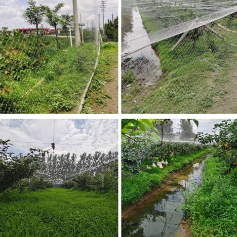 Green White Color Anti Bird Garden Netting To Protect Any Kinds Of Fruits