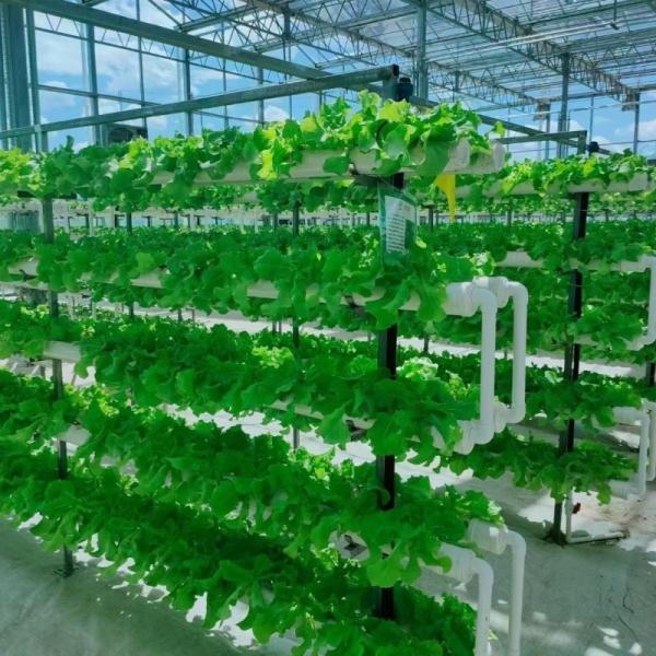 Стеклянная гидропоническая овощная теплица с тенью и стальной конструкцией