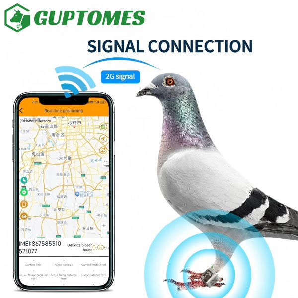 Anneaux de suivi GPS pour pigeons de course à double charge Type C, positionnement précis GPS LBS