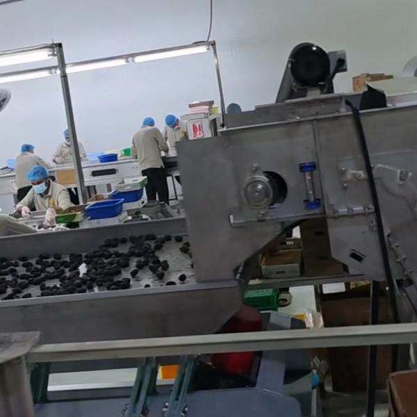 Smart Dates Sorting Machine With AI-powered Detection, 6 lanes+10 outlets, 1.8 Tons per hour, Stainless Steel