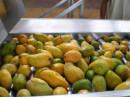 Durable Fruit Jam Production Line / Mango Juice Processing Line With Sterilization Machine