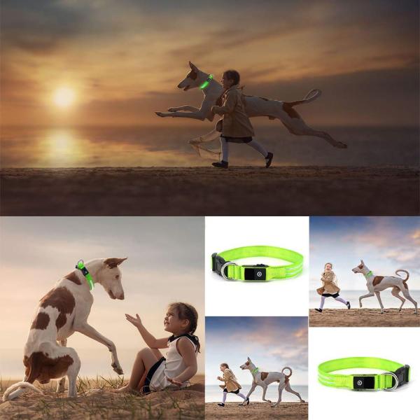 Sturdy Durable LED Dog Collar USB Rechargeable Customized 5 Sizes Option