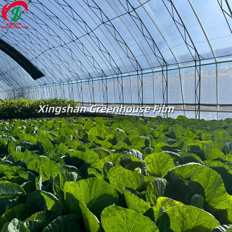 PE Vegetable Greenhouse Film Polyethylene Plastic Sheeting For Greenhouse