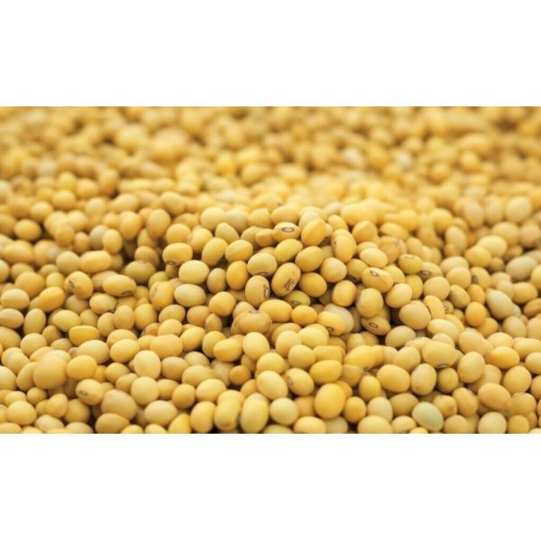 PXD Intelligent Optical Sorter is equipped with an AI-driven RGB/MSI flexible camera module, enabling precise identification of color, size, shape, and texture features of beans for multi-dimensional