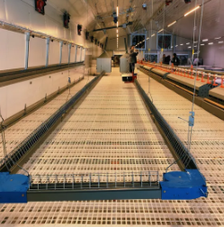 Low Maintenance Poultry House Equipment with 20+ Years Lifespan and 12,000 Eggs per Hour Collection