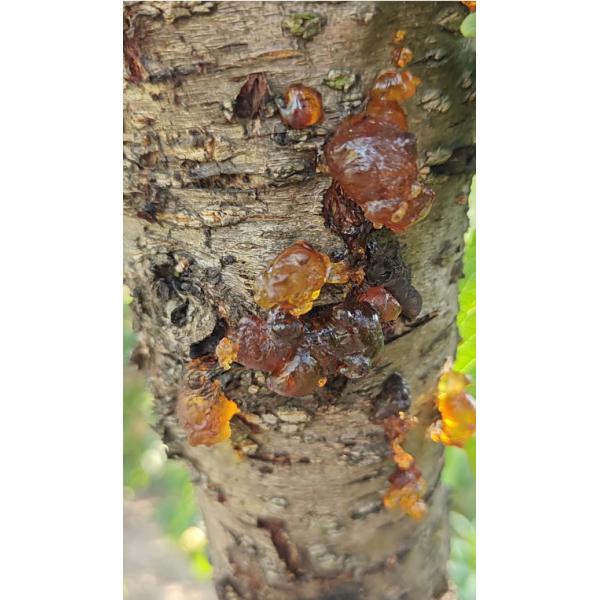 High Nutrition Chinese Peach Gum Healthy Dried Peach Gum ISO9001