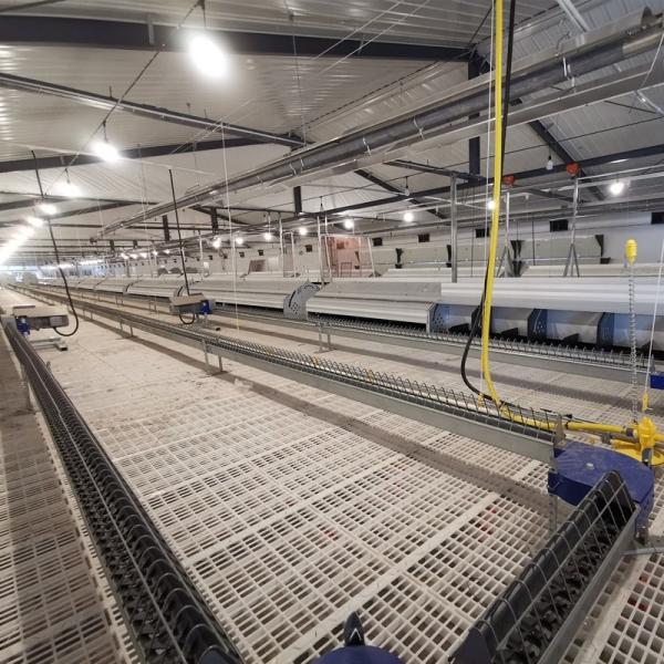 Chicken House Commercial Poultry Equipment Ground Breeding Breeder System For Broiler