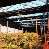 La serre chaude de privation de lumière de panne d'électricité d'agriculture a entièrement automatisé