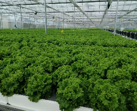 Easy Growing Hydroponics Greenhouse Lettuce Vegetable Greenhouse
