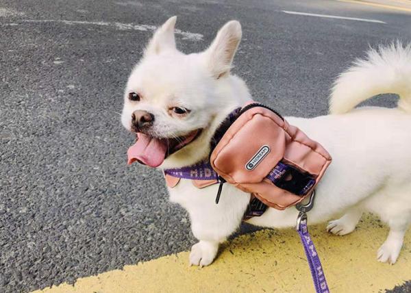Cute Dog Backpack Harness For Hiking Outdoor Bag With Leash X Small