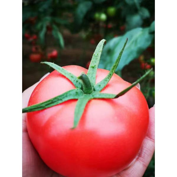 Pureza alta agroquímica Chelated zinco do adubo da refeição de feijão de soja do pulverizador Foliar