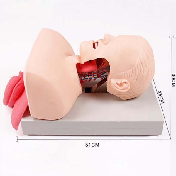 Medical Anatomy Human Airway Training Manikin Model Advanced Trachea Intubation Simulation