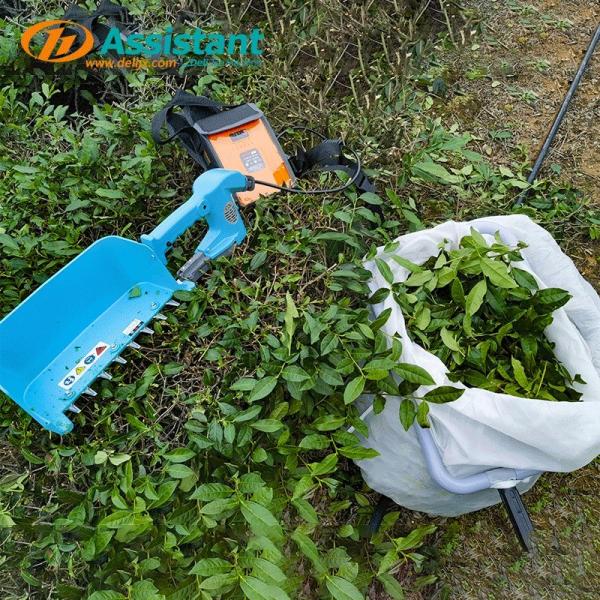 Battery Voltage 24V Electric One Man Tea Picking Harvesting Machine for Tea Harvester