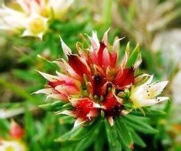 Rhodiola Rosea extract Salidroside 1%-5% herbal extract , Rosavins 2%-5%, natural ingredient for cosmetic, food, pharma