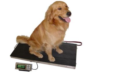 304 escalas de peso baixas de aço inoxidável do cão da bandeja 150kg