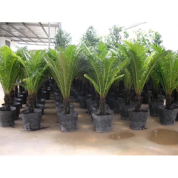 Dia цветочных горшков 6cm высокорослого поколения 9cm пластиковый повторно использовал баки питомника