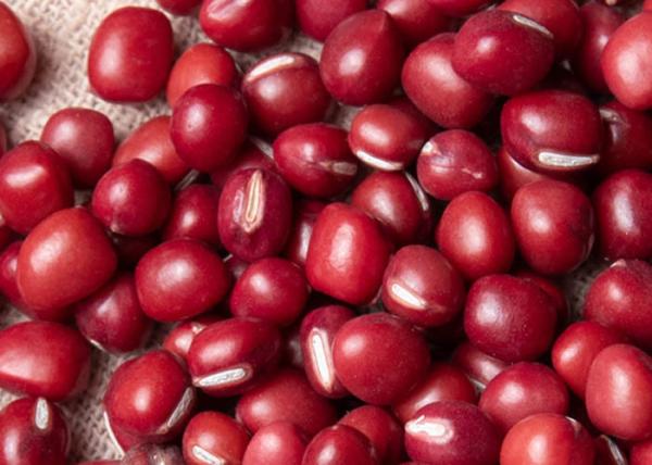 Rich Protein Natural Agricultural Products New Crop Common Small Red Beans