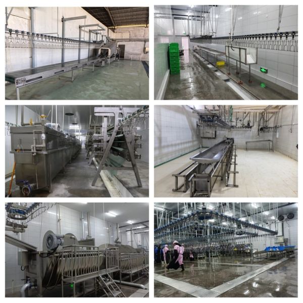 Chicken Plucker Machine Small Poultry Abbatoir Poultry(pollos) Meat Processing Chicken Processing Equipment