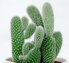 Cactus extract, Chinese manufactuer , FDA registered, ISO certified, competitve price, 100% natural , reduce weight