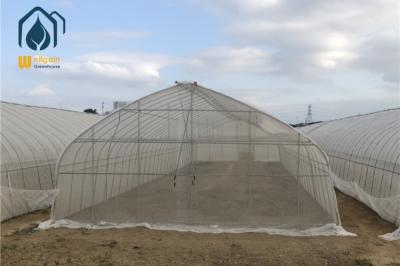 Full Open Roof Ventilation Tunnel Type Greenhouse for Agricualtural Farming