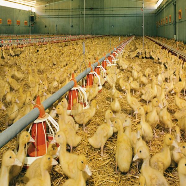 Estructura de acero modular totalmente automatizada Casa de aves de corral Incendiaria Edificios agrícolas prefabricados
